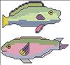 Parrot Fish