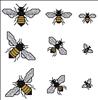 Bumble Bees