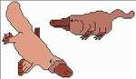 Platypus