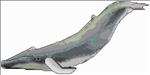 Whale