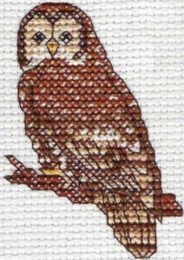 Spotted Owl