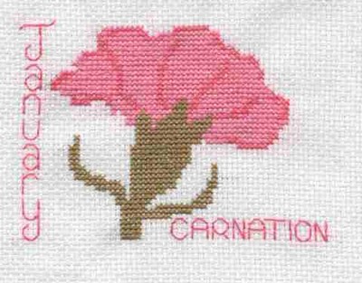 January Carnation