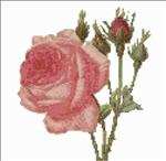 Rose & Buds