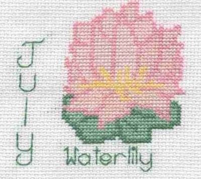 July Waterlily