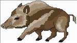 Wild Boar