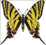 Swallowtail Butterfly