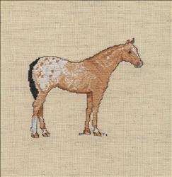 Appaloosa