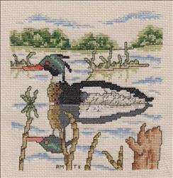 Duck Afghan - Red Breasted Merganser