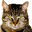 Special Date Icon