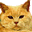 Special Date Icon