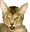 Special Date Icon
